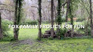 Fox Family Frolics For Fun