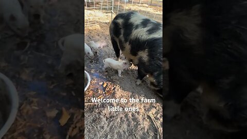 So excited our sows gave us 12 beautiful #kunekune piglets #farming #ranching #homestead #piggy