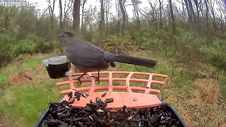 BirdKiss AI Smart Bird Feeder: Gray Catbird eating jelly