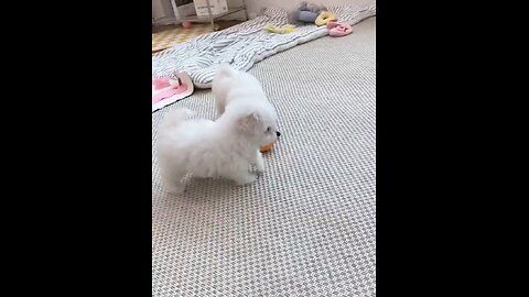 Little puppy fight