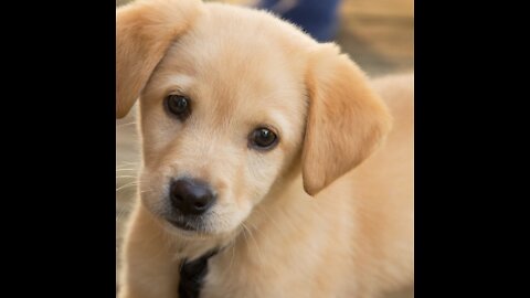 Cute and Smart Puppies playing #8