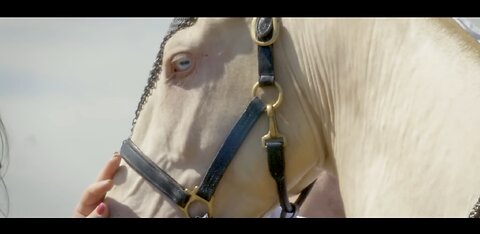 Akhal-Teke horse beautiful close up shots