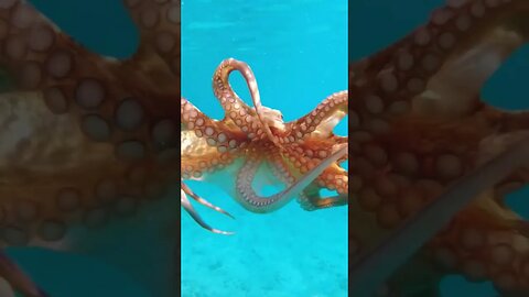 relaxing sea sound ocean sound octopus #seasound #oceansounds #watersound #ocean #calmingsound