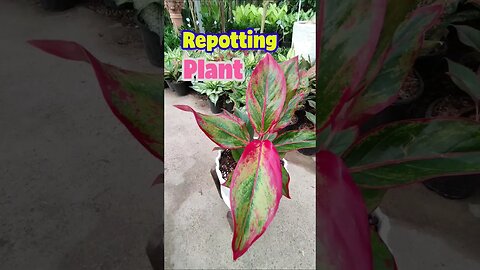 Repot your plant easily and quickly. #shorts #houseplant #aglaonema