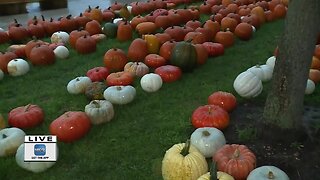 A damp fall won't stop visitors to pumpkin farms