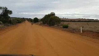Kangaroos join man on the road