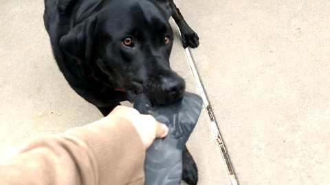 Labrador steals sandal, refuses to give it back