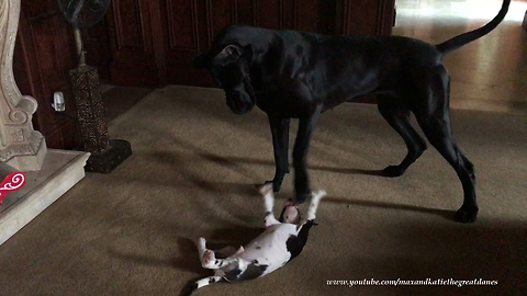 Great Dane instinctively knows how to gently play with puppy