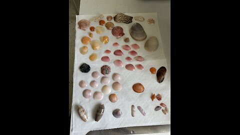 Beach Finds | 4/26/2024