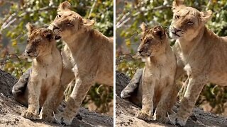 Tender moment between lion cubs caught on camera