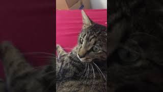 Cute Cat needs some attention