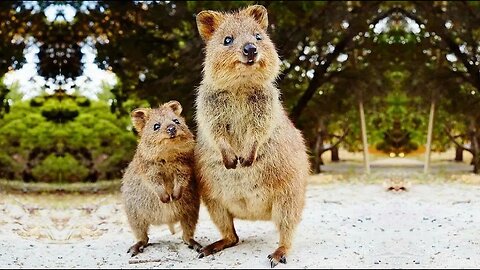 did sad animal facts toss jarrah forest Western Australia baby Quokkas at bad parents escaping guilt