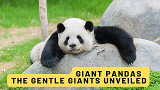 Giant Pandas: The Gentle Giants Unveiled