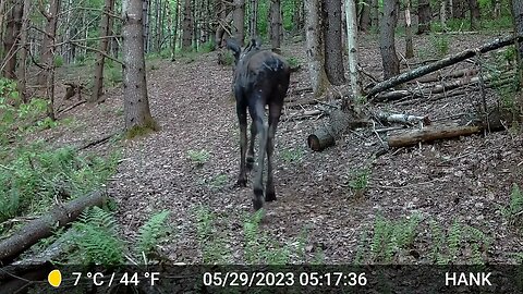 Young Bull Moose