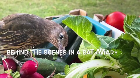 Behind The Scenes Working In a Bat Aviary - Sylvia Figbird Interferes With Daily Fruit Chop For Bats