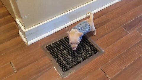 Cute little Miley walking and checking out the floor vent