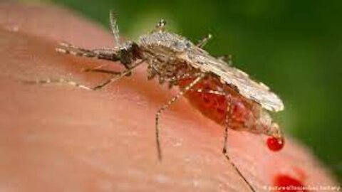 mosquito | Description, Life Cycle, & Facts | Britannica