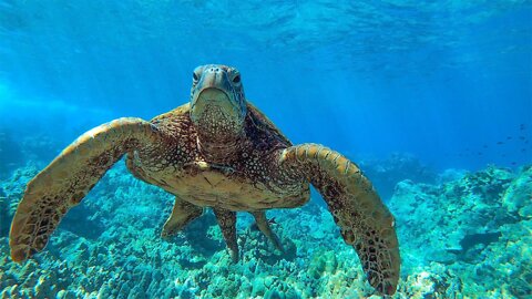 GIANT SEA TURTLES • AMAZING CORAL REEF FISH