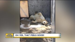 Polar Bear cools off in ice