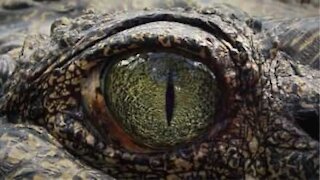 Hai mai visto l'occhio di un coccodrillo da così vicino?