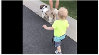 Baby boy takes his doggy for a walk