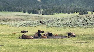 Yellowstone Bidon