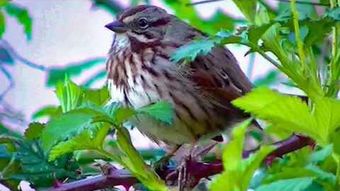 IECV NV #209 - 👀 Song Sparrow In The Sticker Bushes 3-25-2016