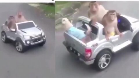 Monkeys take a car to take a turn in the Brian and Toreto style