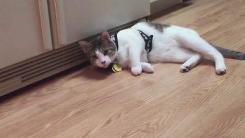 A Funny Cat Can’t Keep Her Balance And Falls Into Her Food Bowl