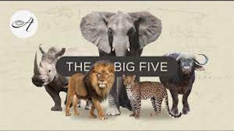 The Big Five in the Kruger National Park with Umkumbe Safaris