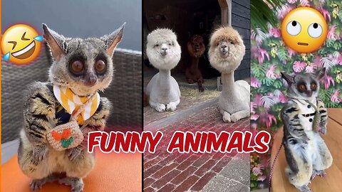 Funny animal video|funny video| cute animals|best funny |try not to laugh|funny cats & dogs