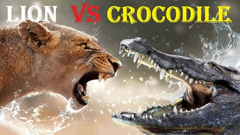 Lion Vs Crocodile Fight ----_ shorts