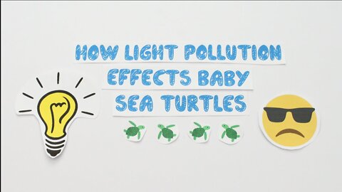 How Light Pollution Effects Baby Sea Turtles