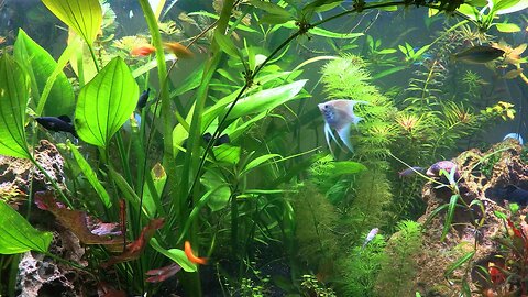 Ultimate Relaxation: Lofi Hip Hop Live Planted Aquarium - Tranquil Underwater Experience - 1 Hour