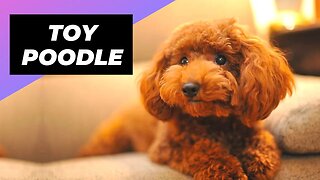 Toy Poodle 🐩 One Of The Most Popular Dog Breeds In The World #shorts