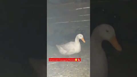 Weekend winter Farming for Beginners🪿😊|#duck #farming #food #shorts #shortvideo #shortsvideo #short