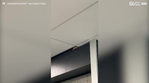 Un adorable opossum apparaît dans le plafond d'une université