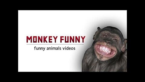 Funny Animals + Funny video