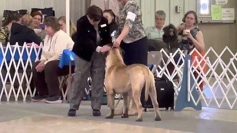 LonelyCreek Bullmastiffs Mitchell, Nebraska April 2023 working group owner handle she took third ￼