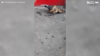 Pitone divora un piccione in una strada trafficata di Londra!