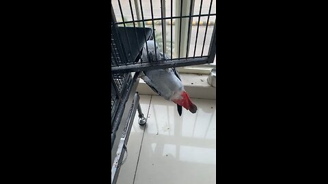 African grey parrot videos