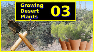 Growing Desert Plants Part 03