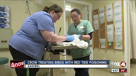 CROW treats birds with red tide poisoning