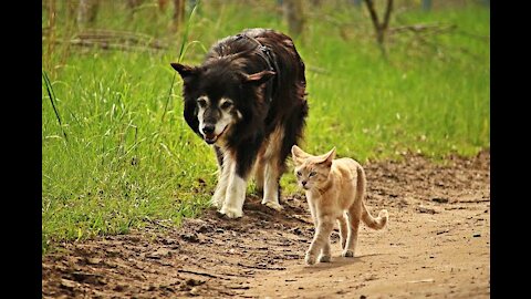 Dog vs Baby Tiger Video Complication