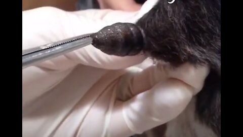 **WARNING** HUMONGOUS UNBELIEVEABLE Botfly Larva Removed From a Cat | Rescue Cat