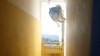 Dog pulls the most amazing parkour trick