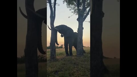 Elefante Inteligente Pegando Frutas da Arvore #shorts