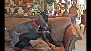 Great Dane and Pointer Enjoy a High Energy Wrestling Match