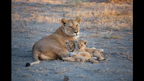 (ORIGINAL AUDIO) ADORABLE! SIX LION CUBS enjoy their first outdoor adventure (1080p 60FPS)