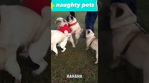 naughty pets 😉😂😁😊 #funnypets #funny